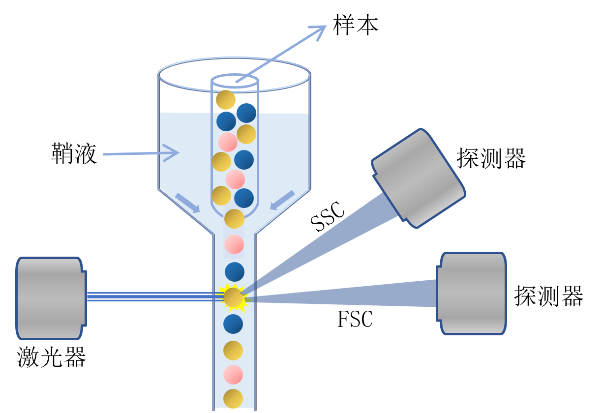 血液细胞检测原理 血液细胞检测原理
