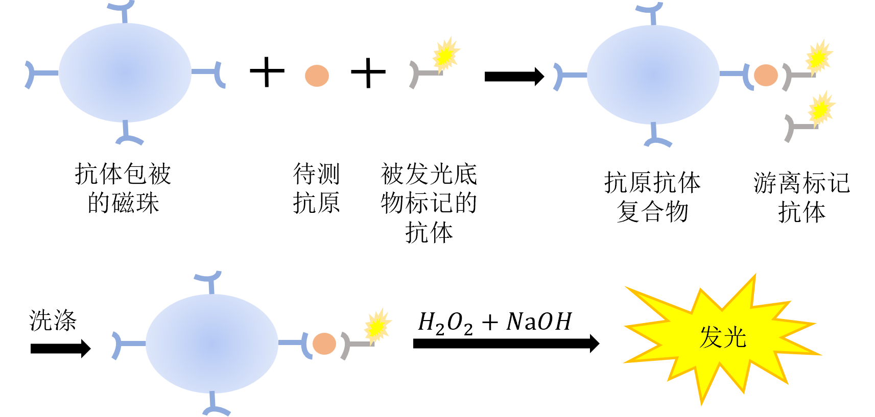化学发光免疫之直接化学发光 化学发光免疫之直接化学发光